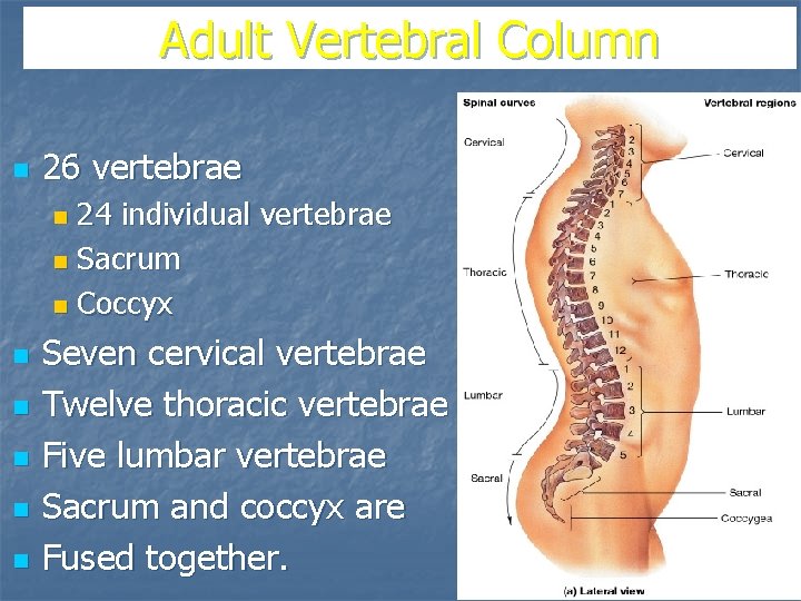 Adult Vertebral Column n 26 vertebrae 24 individual vertebrae n Sacrum n Coccyx n