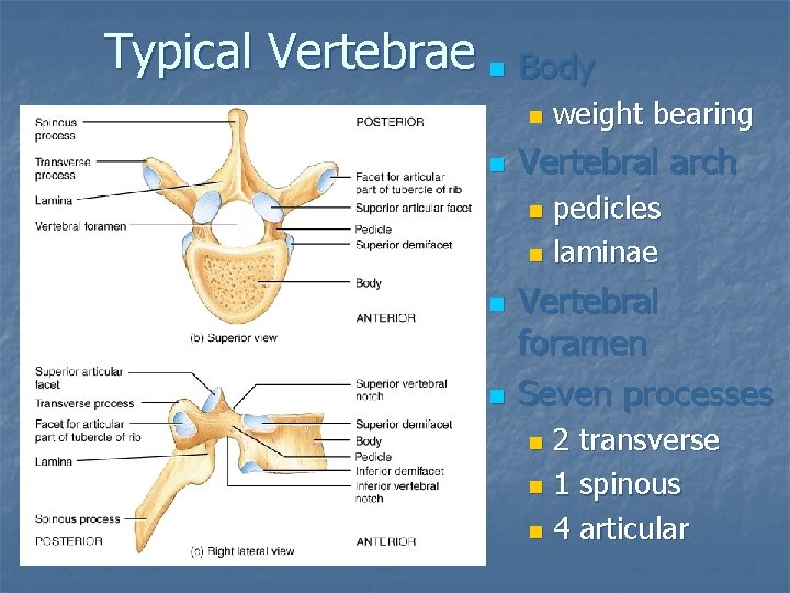 Typical Vertebrae n Body n n weight bearing Vertebral arch pedicles n laminae n