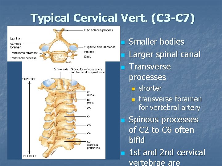 Typical Cervical Vert. (C 3 -C 7) n n n Smaller bodies Larger spinal