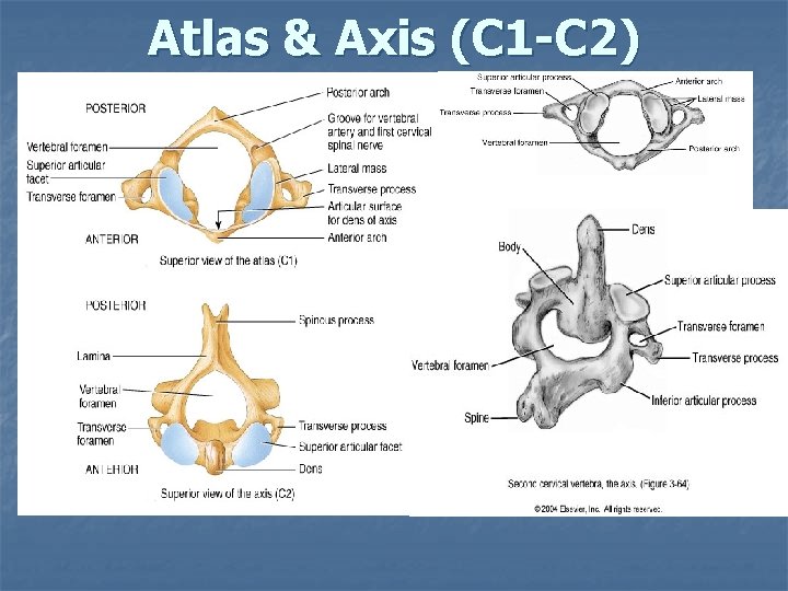 Atlas & Axis (C 1 -C 2) 