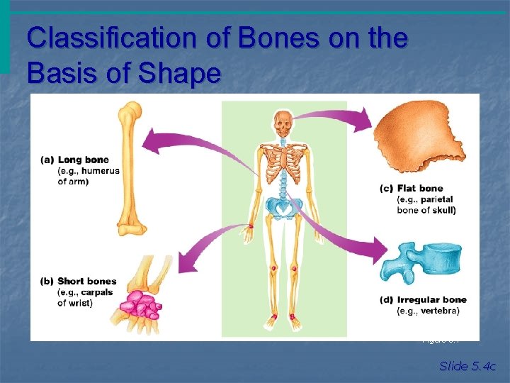 Classification of Bones on the Basis of Shape Figure 5. 1 Slide 5. 4