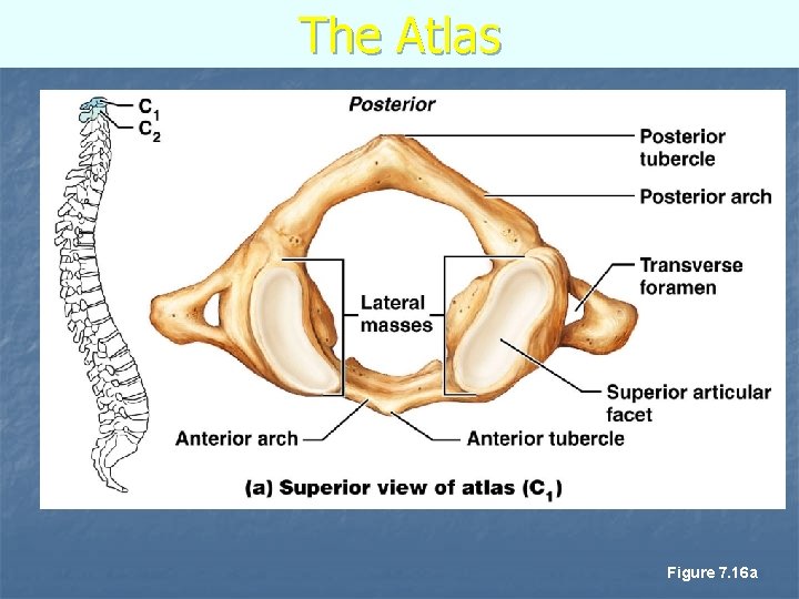 The Atlas Figure 7. 16 a 