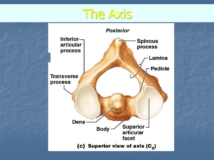 The Axis 