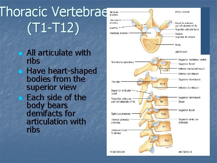 Thoracic Vertebrae (T 1 -T 12) n n n All articulate with ribs Have