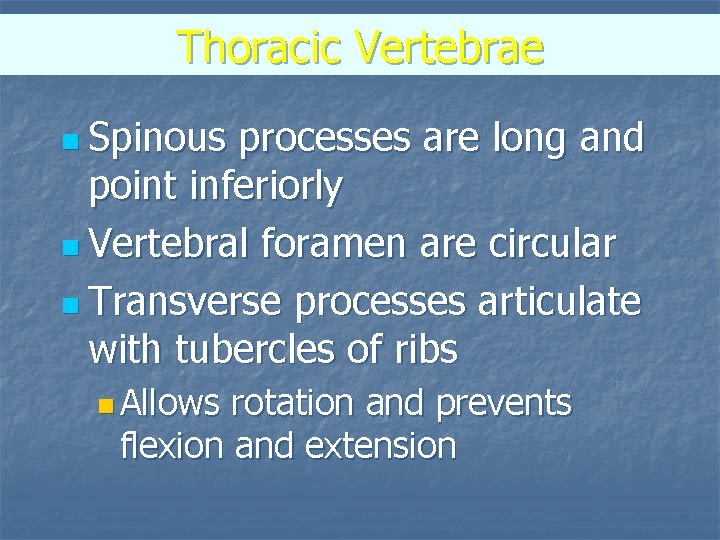 Thoracic Vertebrae n Spinous processes are long and point inferiorly n Vertebral foramen are