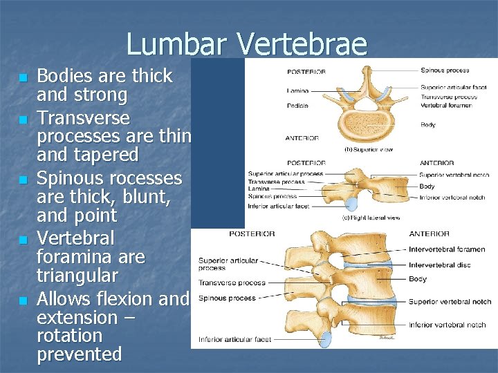 Lumbar Vertebrae n n n Bodies are thick and strong Transverse processes are thin