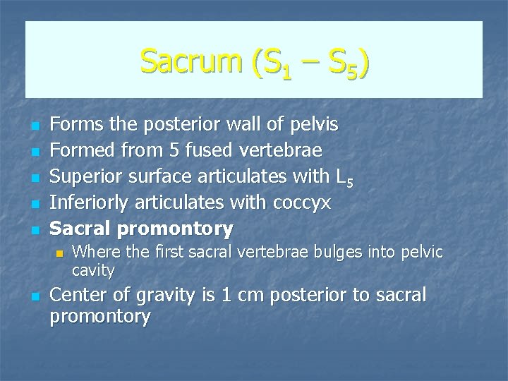 Sacrum (S 1 – S 5) n n n Forms the posterior wall of