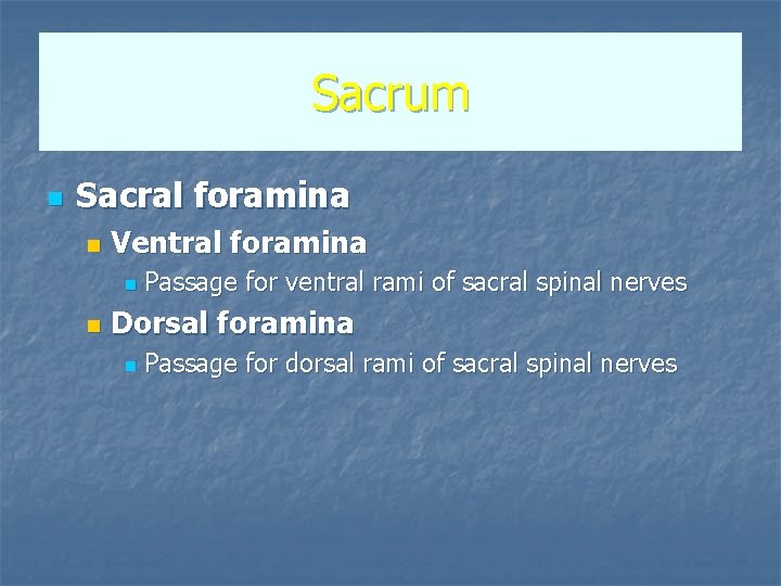 Sacrum n Sacral foramina n Ventral foramina n n Passage for ventral rami of