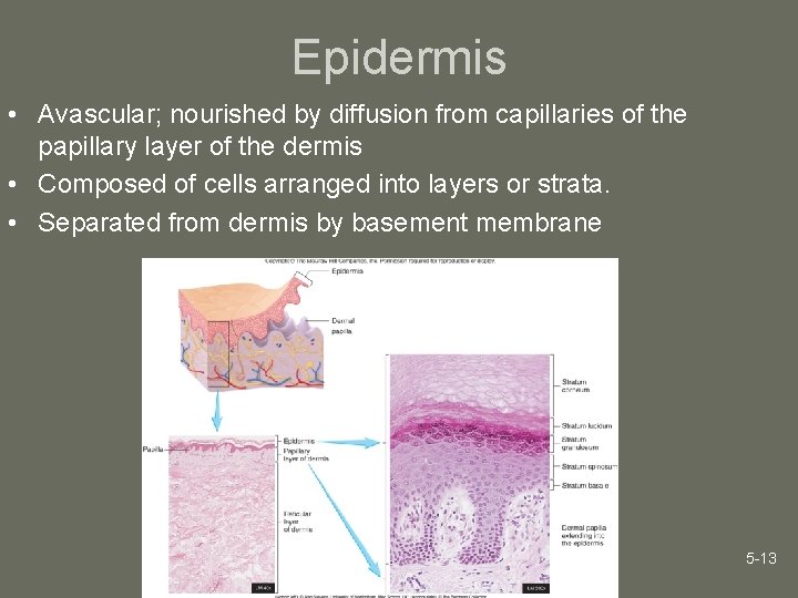 Epidermis • Avascular; nourished by diffusion from capillaries of the papillary layer of the