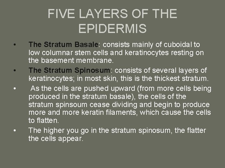 FIVE LAYERS OF THE EPIDERMIS • • The Stratum Basale: consists mainly of cuboidal