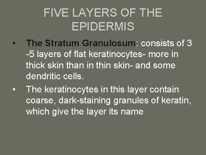 FIVE LAYERS OF THE EPIDERMIS • • The Stratum Granulosum: consists of 3 -5
