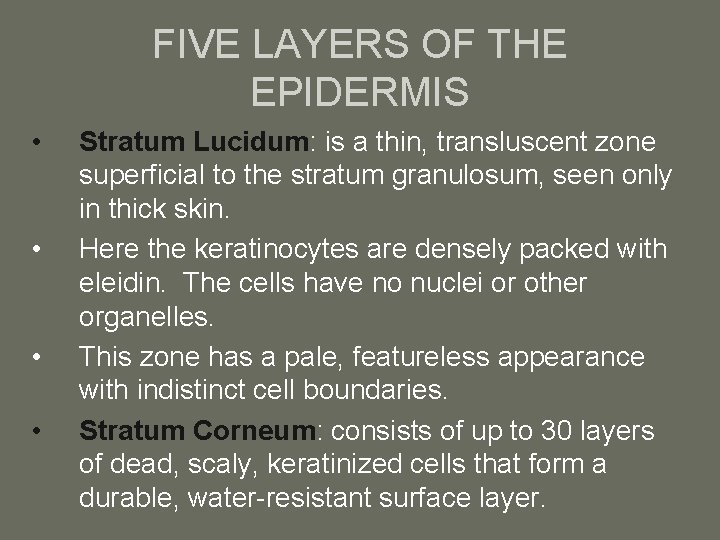 FIVE LAYERS OF THE EPIDERMIS • • Stratum Lucidum: is a thin, transluscent zone