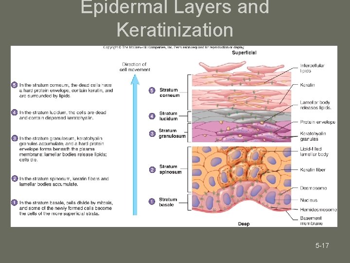 Epidermal Layers and Keratinization 5 -17 