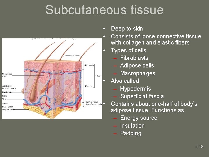 Subcutaneous tissue • Deep to skin • Consists of loose connective tissue with collagen