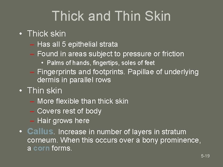 Thick and Thin Skin • Thick skin – Has all 5 epithelial strata –