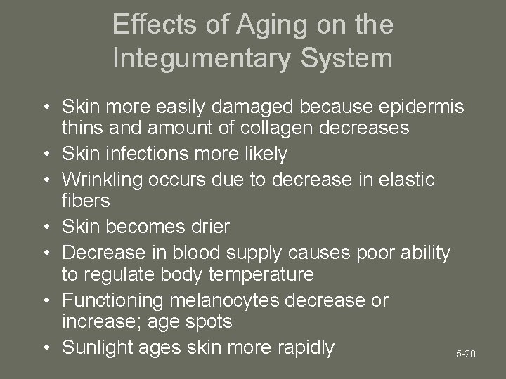 Effects of Aging on the Integumentary System • Skin more easily damaged because epidermis