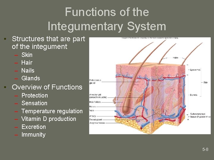Functions of the Integumentary System • Structures that are part of the integument –