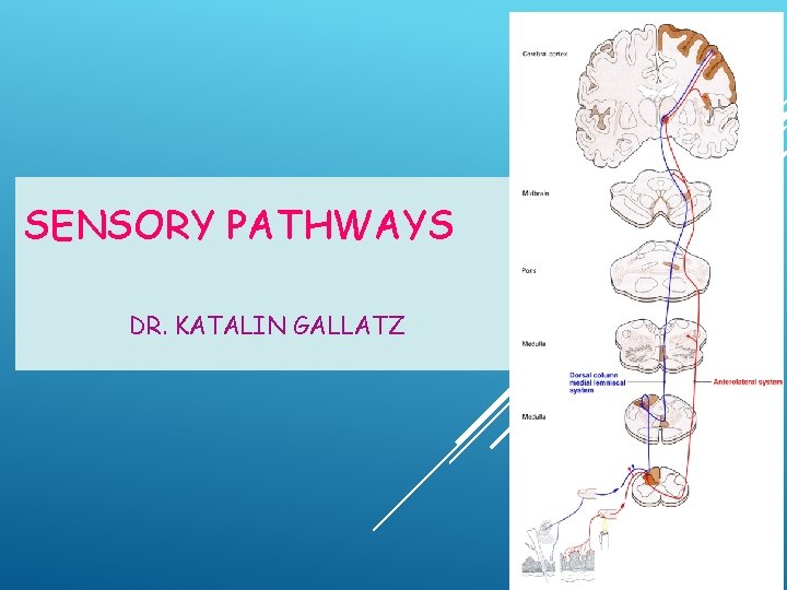 SENSORY PATHWAYS DR. KATALIN GALLATZ 