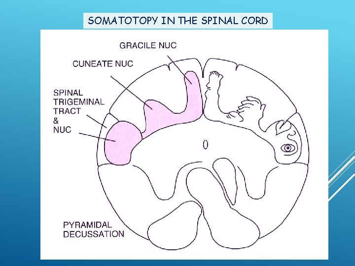 SOMATOTOPY IN THE SPINAL CORD 