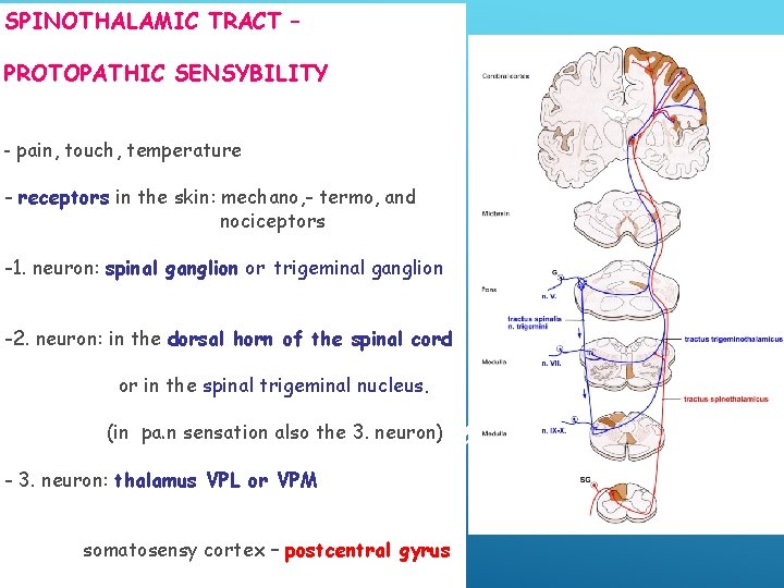 SPINOTHALAMIC TRACT – PROTOPATHIC SENSYBILITY - pain, touch, temperature - receptors in the skin: