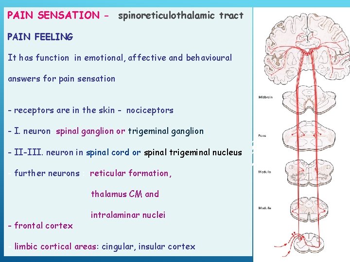 PAIN SENSATION - spinoreticulothalamic tract PAIN FEELING It has function in emotional, affective and