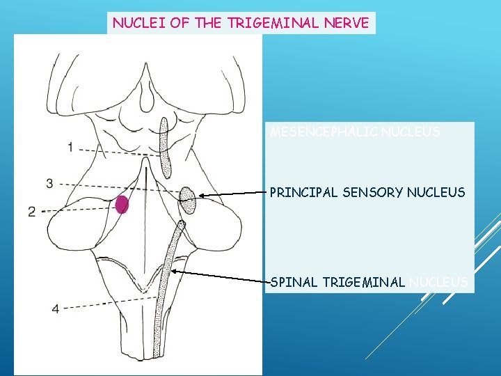 NUCLEI OF THE TRIGEMINAL NERVE MESENCEPHALIC NUCLEUS PRINCIPAL SENSORY NUCLEUS SPINAL TRIGEMINAL NUCLEUS 