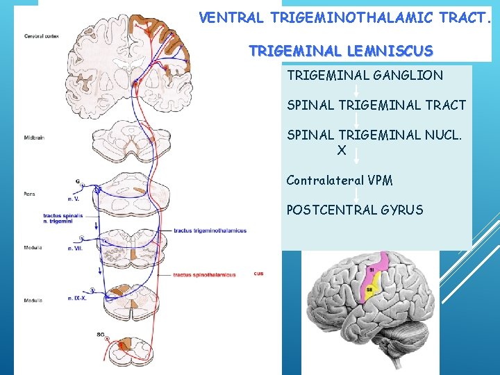 VENTRAL TRIGEMINOTHALAMIC TRACT. TRIGEMINAL LEMNISCUS TRIGEMINAL GANGLION SPINAL TRIGEMINAL TRACT SPINAL TRIGEMINAL NUCL. X