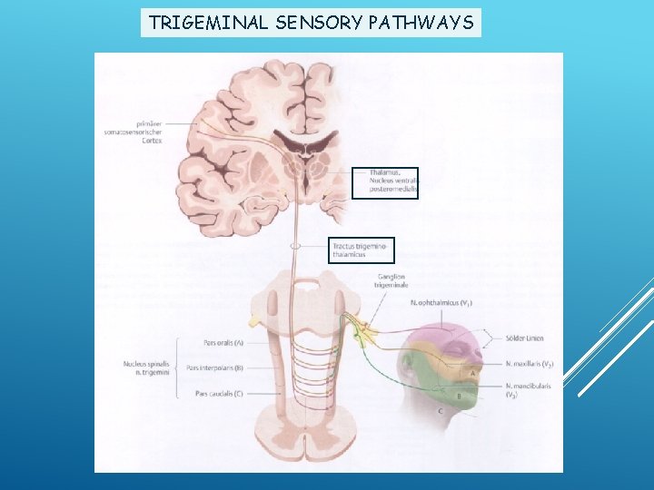 TRIGEMINAL SENSORY PATHWAYS 