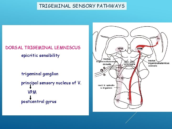 TRIGEMINAL SENSORY PATHWAYS DORSAL TRIGEMINOTHALAMIC TRACT DORSAL TRIGEMINAL LEMNISCUS epicritic sensibility trigeminal ganglion principal