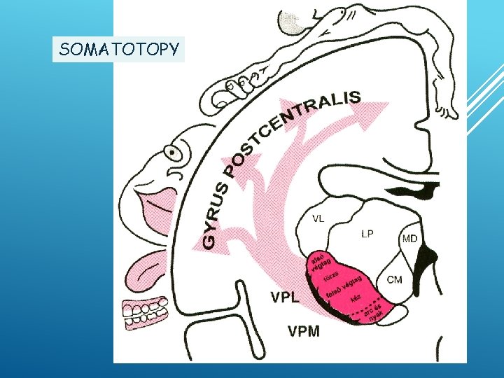 SOMATOTOPY 