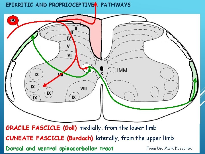 EPIKRITIC AND PROPRIOCEPTIVE PATHWAYS GOLL BURDACH GRACl. LE FASCICLE (Goll) medially, from the lower