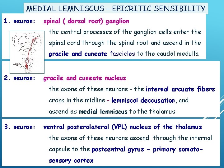 MEDIAL LEMNISCUS – EPICRITIC SENSIBILITY 1. neuron: spinal ( dorsal root) ganglion the central