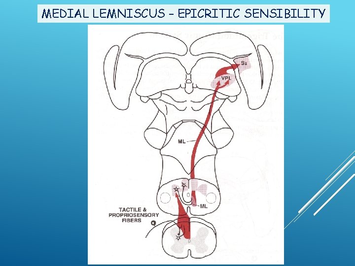 MEDIAL LEMNISCUS – EPICRITIC SENSIBILITY 