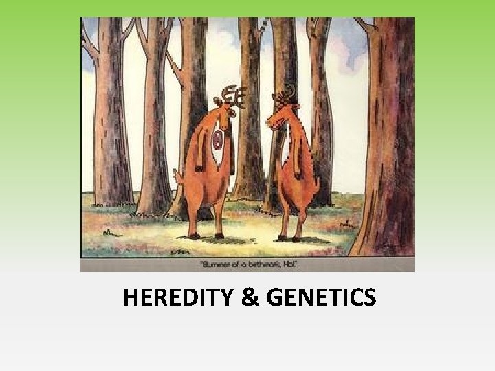 Heredity & Genes HEREDITY & GENETICS 