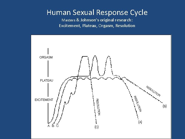 Human Sexual Response Cycle Masters & Johnson’s original research: Excitement, Plateau, Orgasm, Resolution 