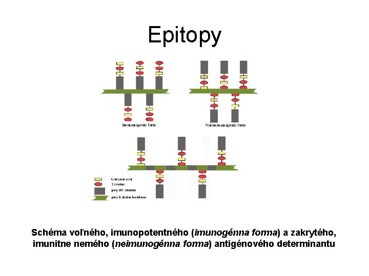 Epitopy Schéma voľného, imunopotentného (imunogénna forma) a zakrytého, imunitne nemého (neimunogénna forma) antigénového determinantu