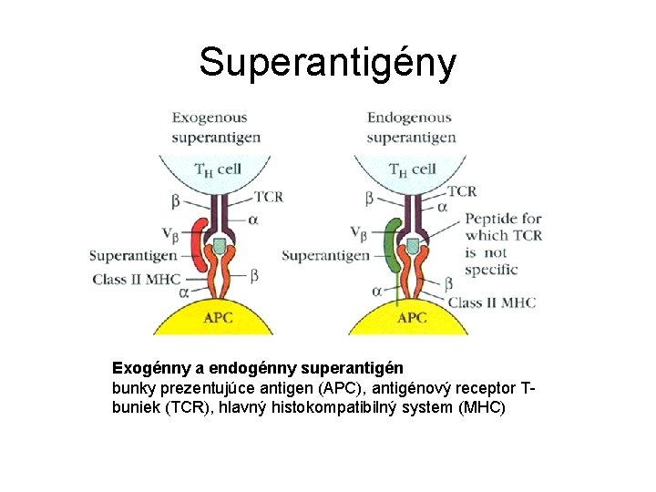 Superantigény Exogénny a endogénny superantigén bunky prezentujúce antigen (APC), antigénový receptor Tbuniek (TCR), hlavný