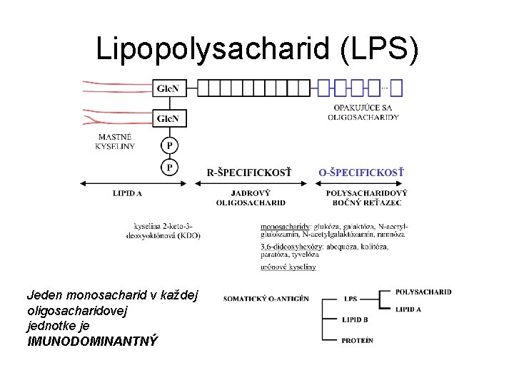 Lipopolysacharid (LPS) Jeden monosacharid v každej oligosacharidovej jednotke je IMUNODOMINANTNÝ 