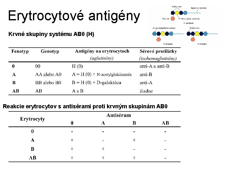 Erytrocytové antigény Krvné skupiny systému AB 0 (H) Reakcie erytrocytov s antisérami proti krvným