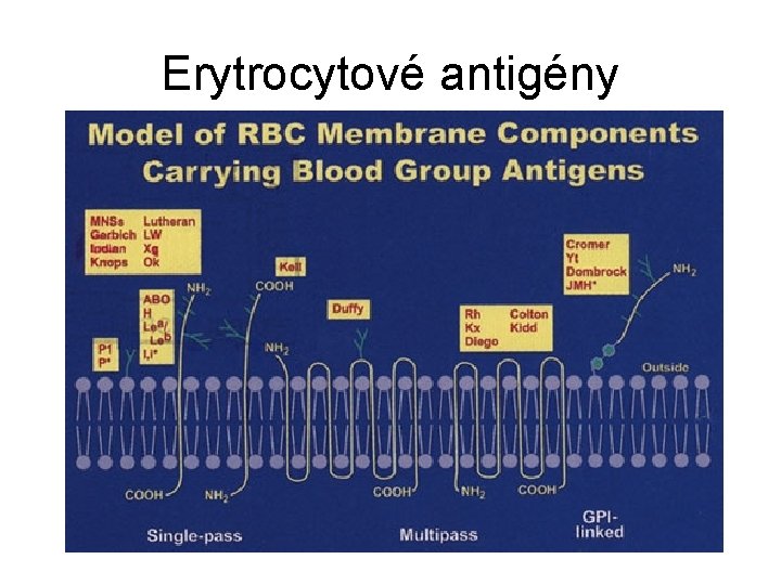 Erytrocytové antigény 