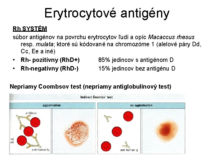 Erytrocytové antigény Rh SYSTÉM súbor antigénov na povrchu erytrocytov ľudí a opíc Macaccus rhesus