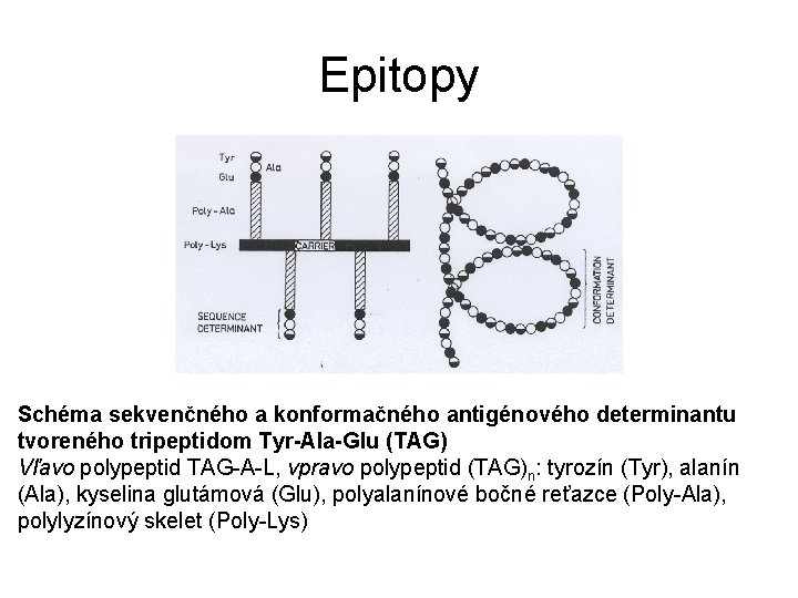 Epitopy Schéma sekvenčného a konformačného antigénového determinantu tvoreného tripeptidom Tyr-Ala-Glu (TAG) Vľavo polypeptid TAG-A-L,