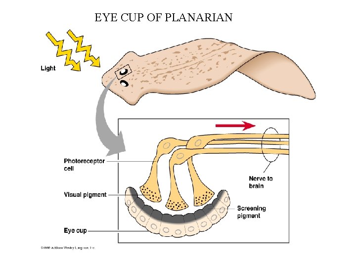 EYE CUP OF PLANARIAN 