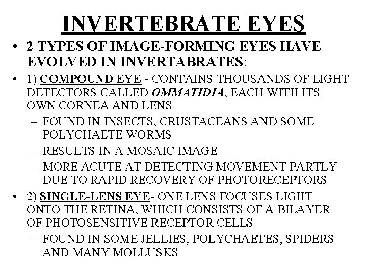 INVERTEBRATE EYES • 2 TYPES OF IMAGE-FORMING EYES HAVE EVOLVED IN INVERTABRATES: • 1)