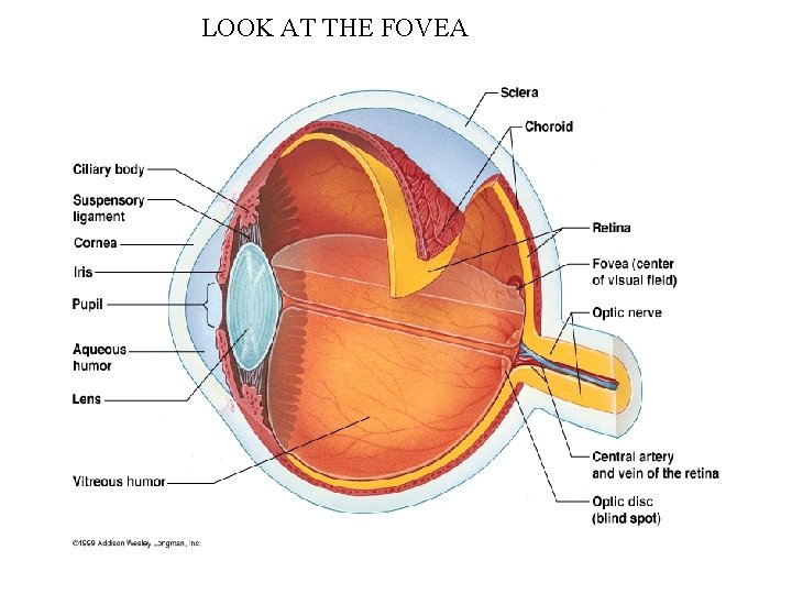 LOOK AT THE FOVEA 