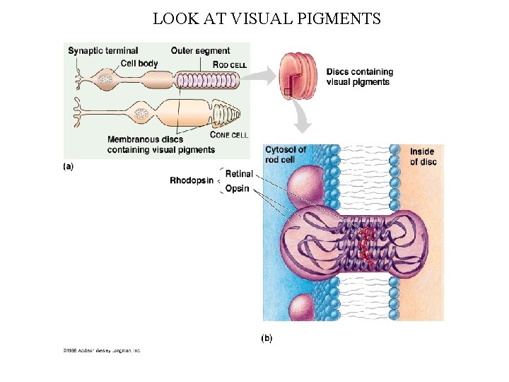 LOOK AT VISUAL PIGMENTS 