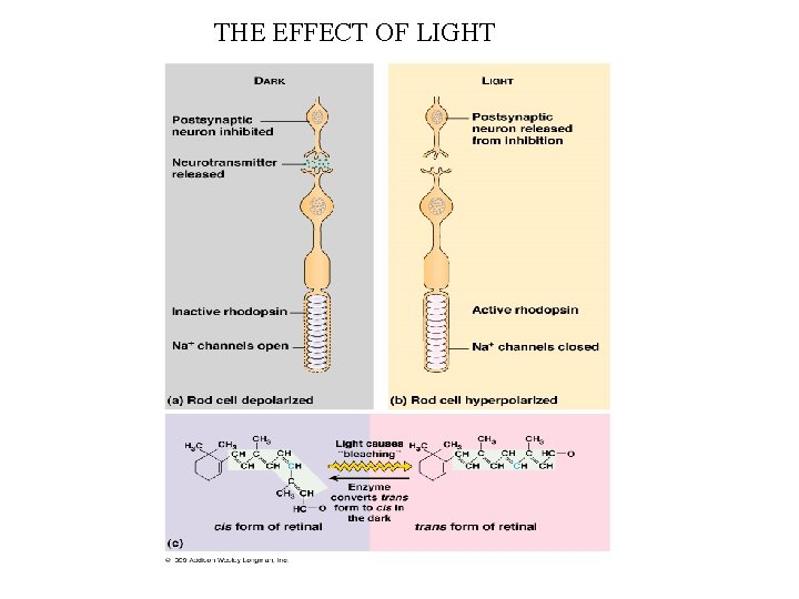 THE EFFECT OF LIGHT 