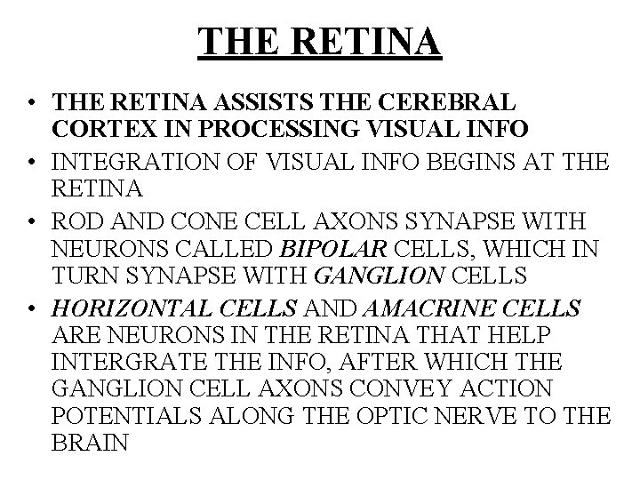 THE RETINA • THE RETINA ASSISTS THE CEREBRAL CORTEX IN PROCESSING VISUAL INFO •