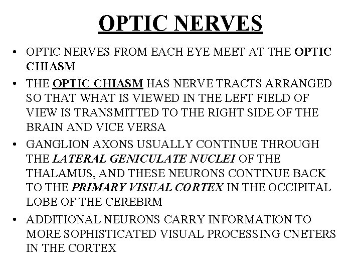 OPTIC NERVES • OPTIC NERVES FROM EACH EYE MEET AT THE OPTIC CHIASM •