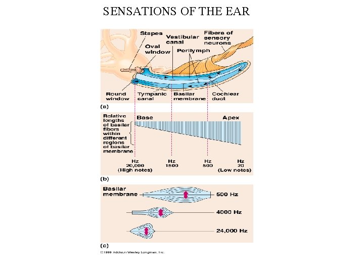 SENSATIONS OF THE EAR 